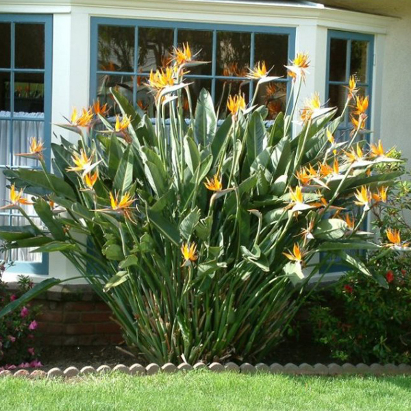 ave-do-paraiso em frente a casa