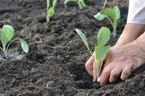 plantio de pés de repolho