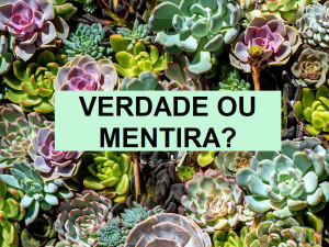 verdade ou mentira sobre suculentas