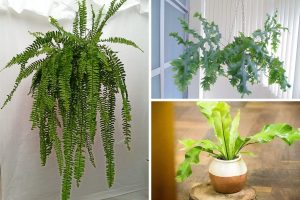 espécies de samambaias