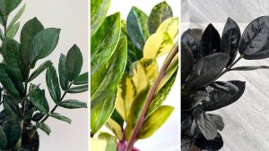 7 tipos de zamioculca para quem quer ir além da variedade mais comum