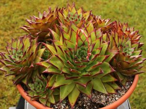 Red Echeveria Agavoides Lipstick