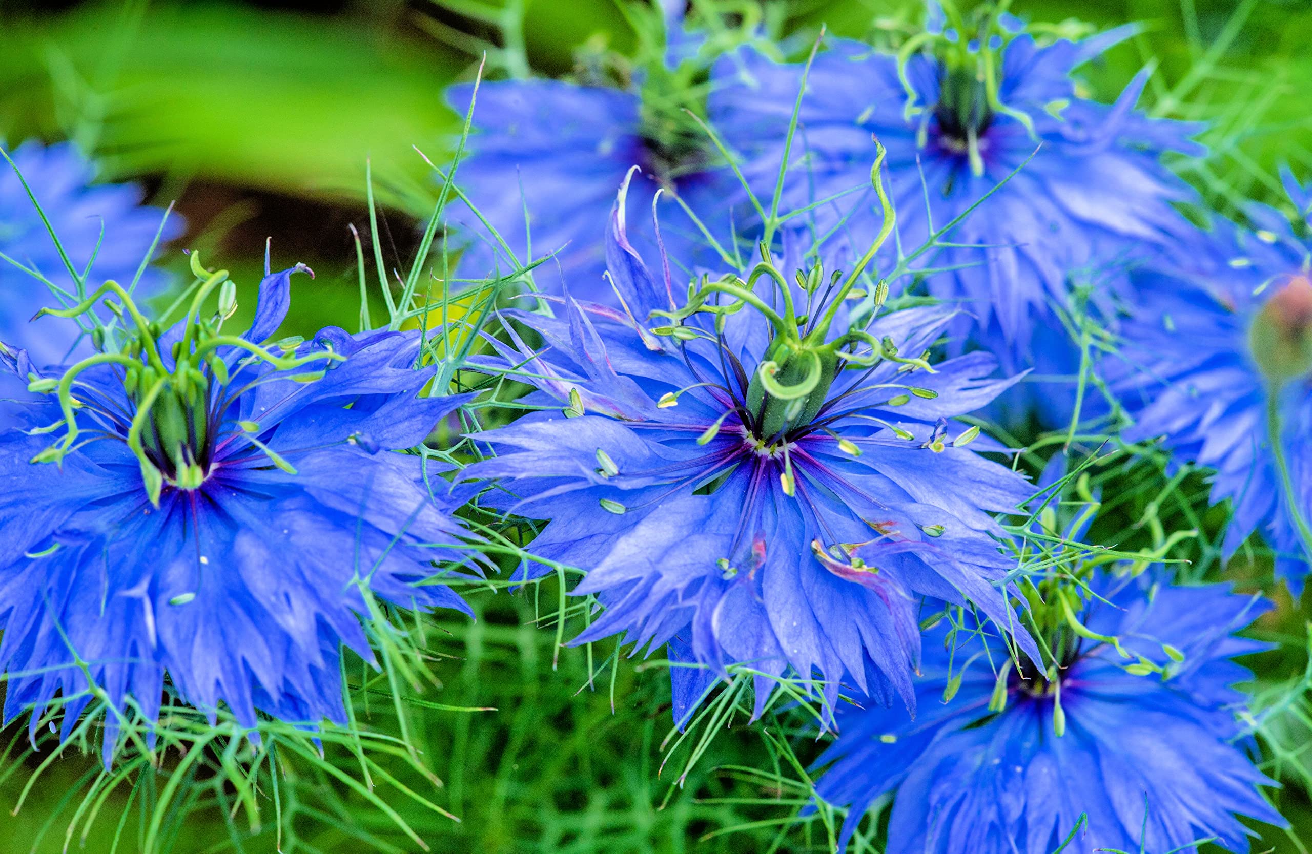 flores de nigela plantas que crescem rápido