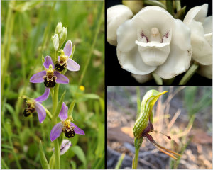 orquídeas que parecem animais