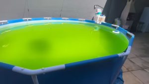 Piscina com água verde nunca mais! Este truque inacreditável limpa em minutos