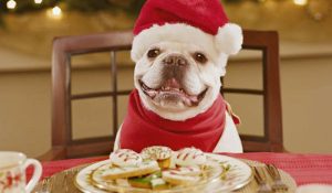cachorro vestido para natal em frente à mesa com comida