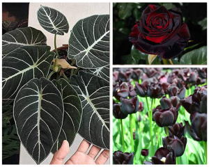 ideias de plantas góticas