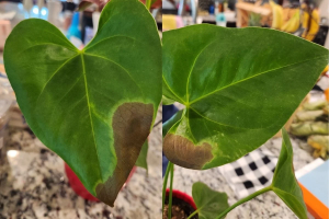 antúrio com manchas marrons em folhas