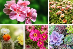 espécies de plantas de sol