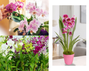 orquídeas de florescimento fácil