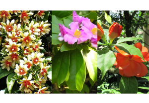 tipos de ora-pro-nóbis