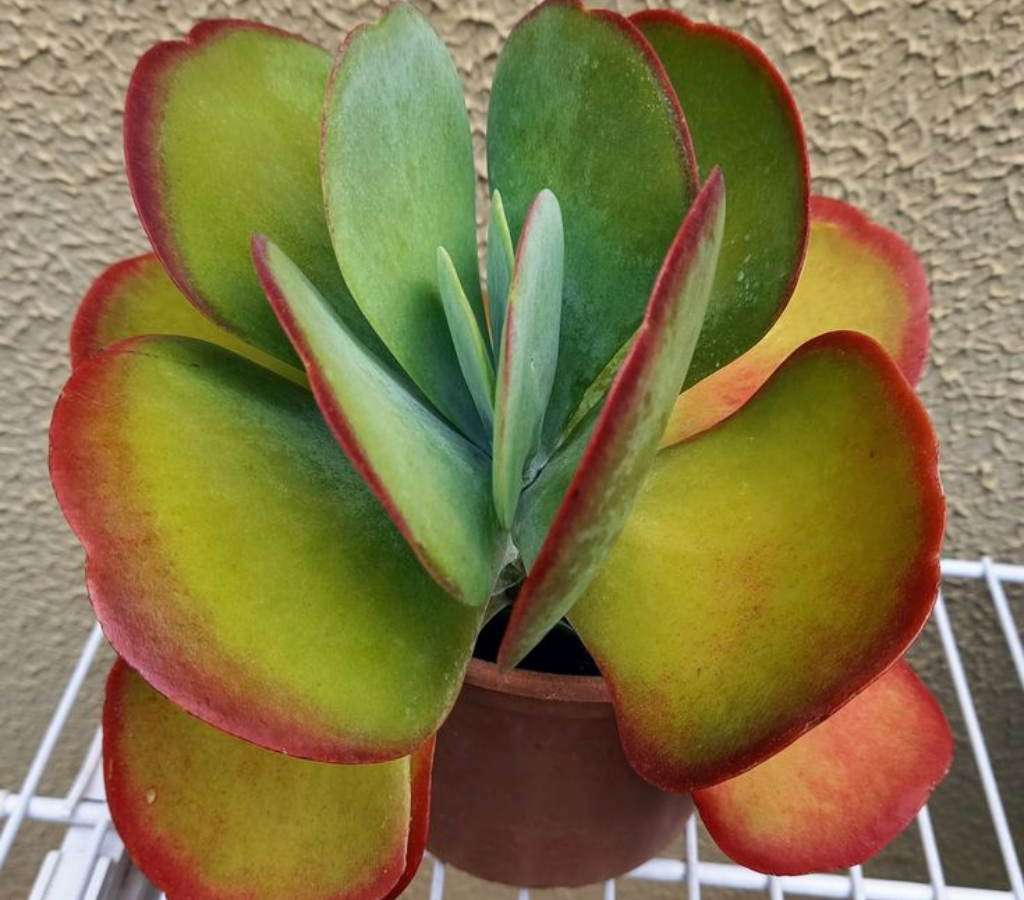 Suculenta Orelha de Elefante