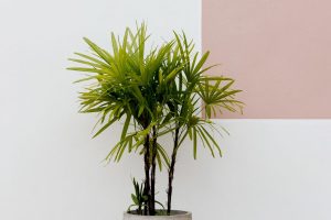 palmeira-ráfis como cuidar (5)