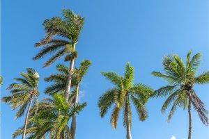 tudo sobre palmeira real