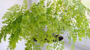 5 cuidados para ter uma Avenca saudável e vibrante no seu jardim em 2025