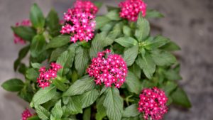 pé de estrela-do-egito