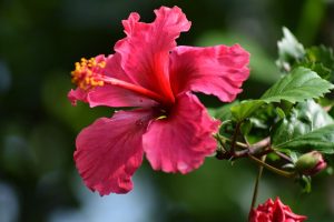 plantas que atraem pássaros Hibisco