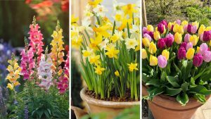 5 flores fáceis de cuidar para ter um jardim dos sonhos sem esforço