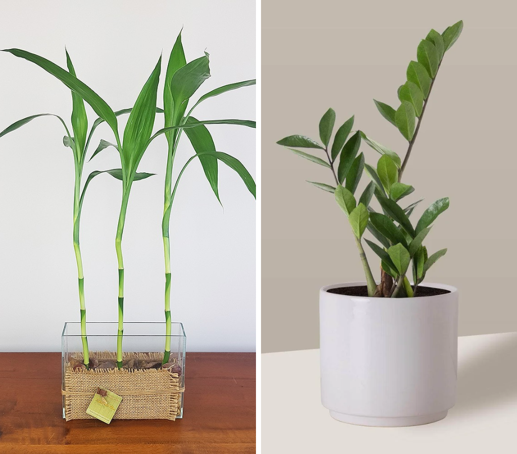 Bambu-da-sorte e zamioculca