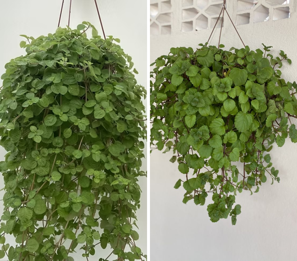 Dinheiro-em-penca e dólar