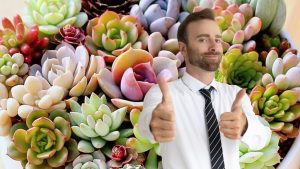 Fim dos espaços sem graça as mini suculentas que vão transformar sua casa