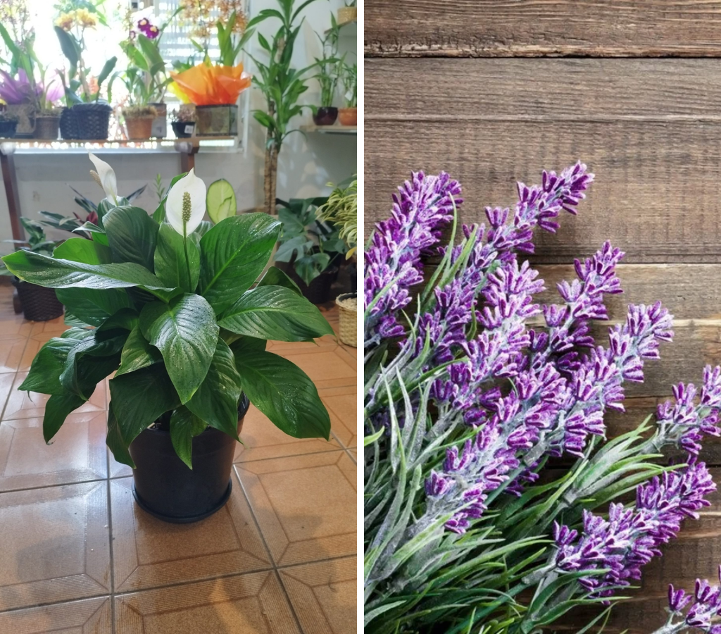 Lírio-da-paz e lavanda - plantas Feng Shui