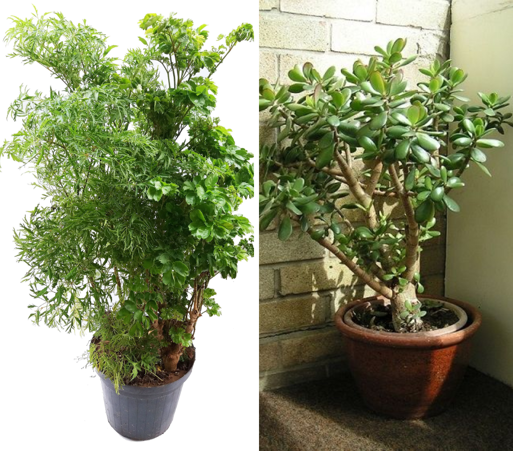 árvore-da-felicidade com a árvore da fortuna