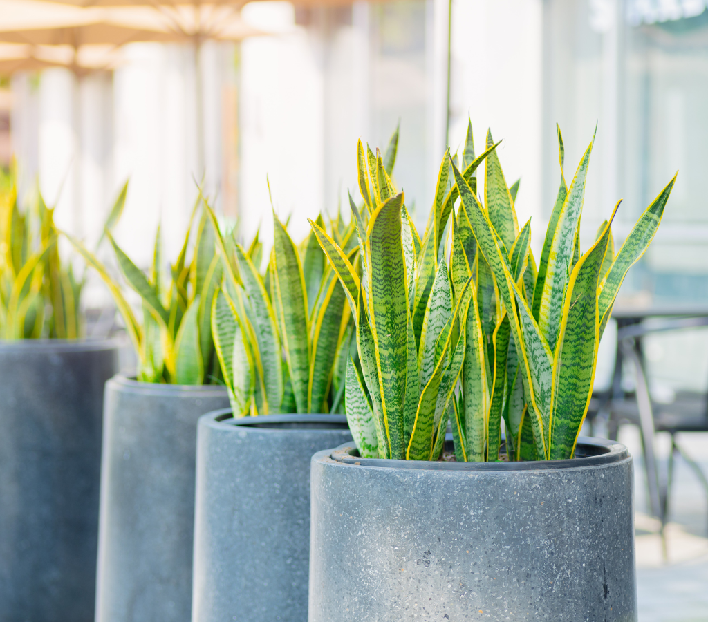 espada-de-são-jorge