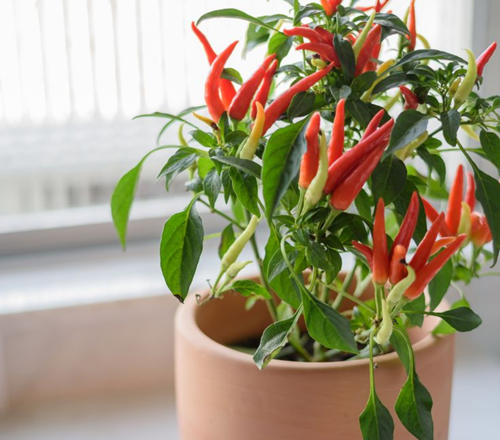 pimenteira entre as plantas Feng Shui.