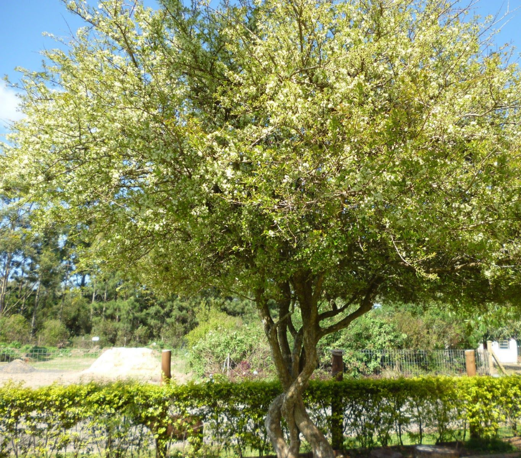 pitangueira - plantas Feng Shui