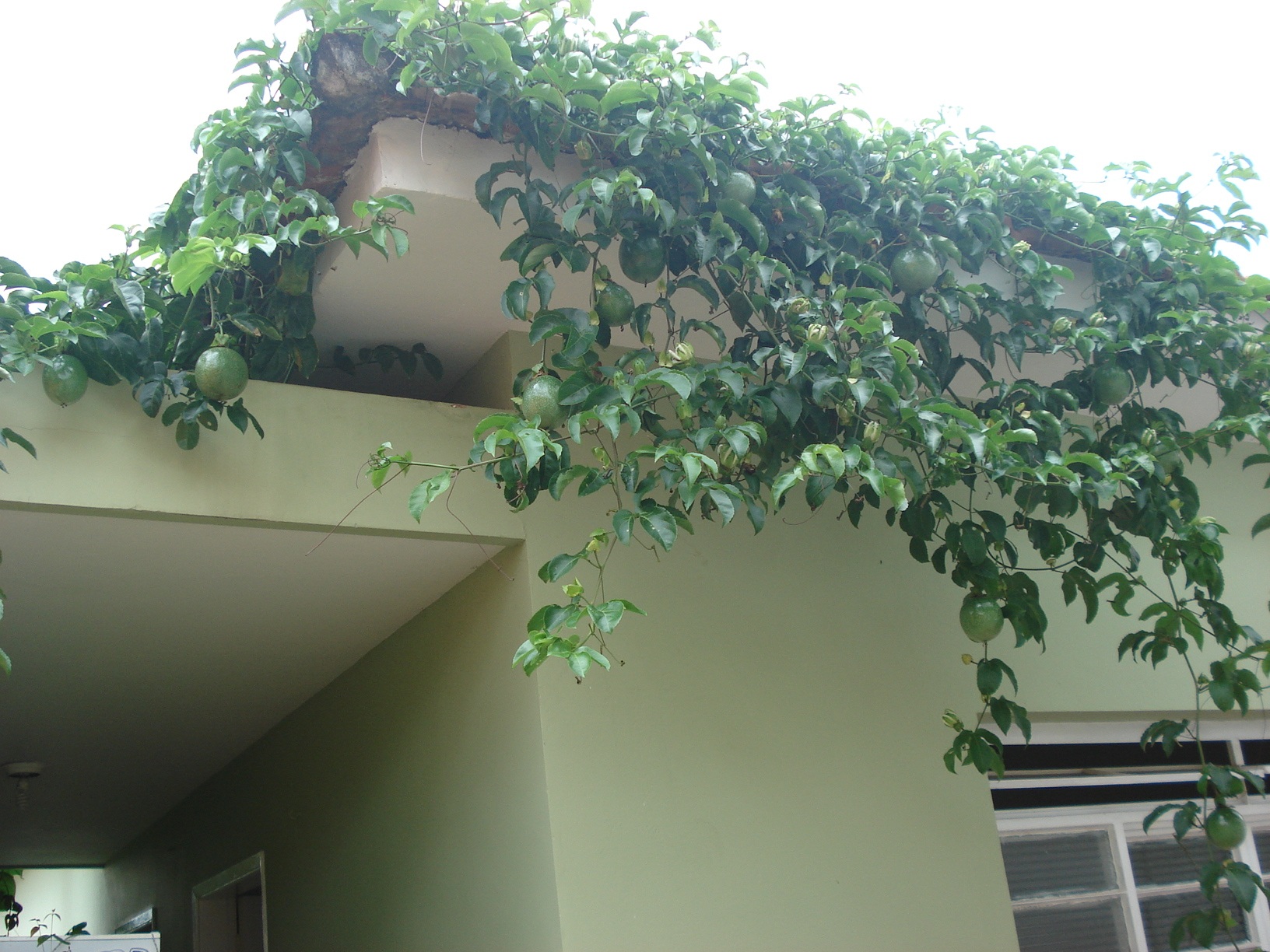 trepadeira de maracujá sobre casa