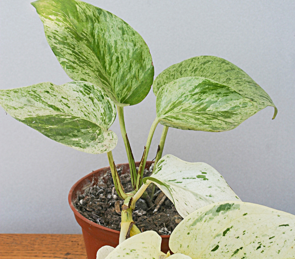 plantas que sobrevivem o ano inteiro