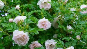 Jardineiro revela mistura caseira que faz rosas crescerem rapidinho