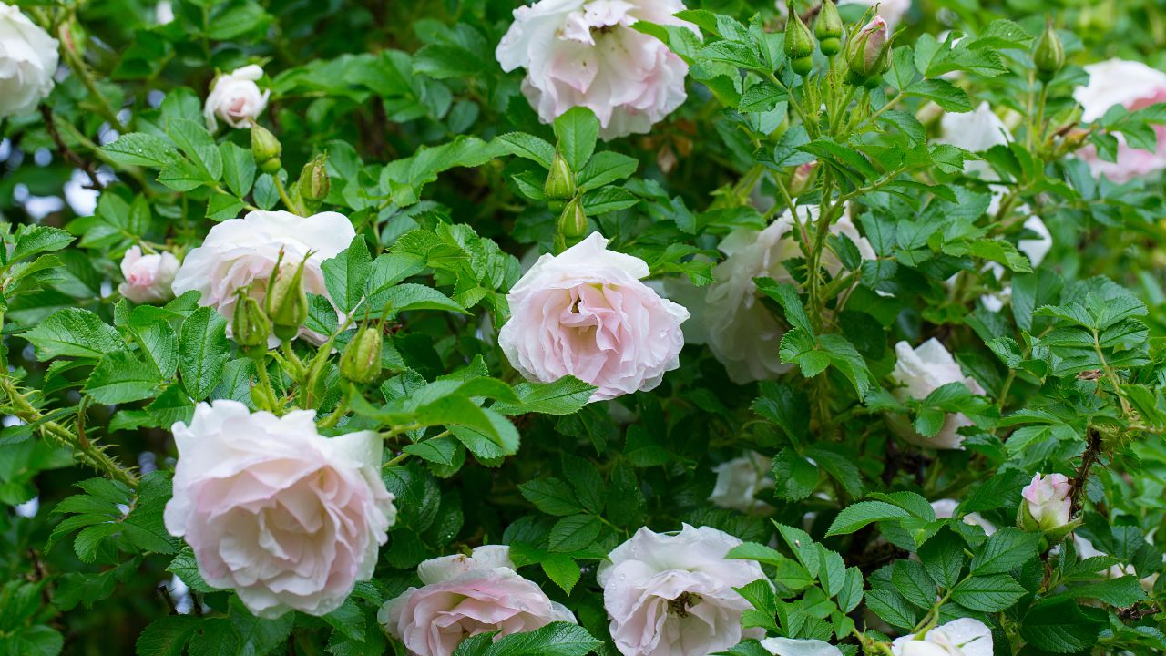 Jardineiro revela mistura caseira que faz rosas crescerem rapidinho