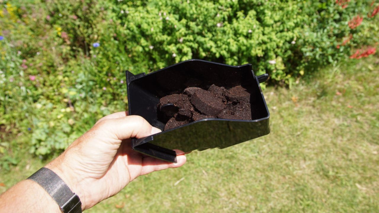 como usar borra de café em gramado