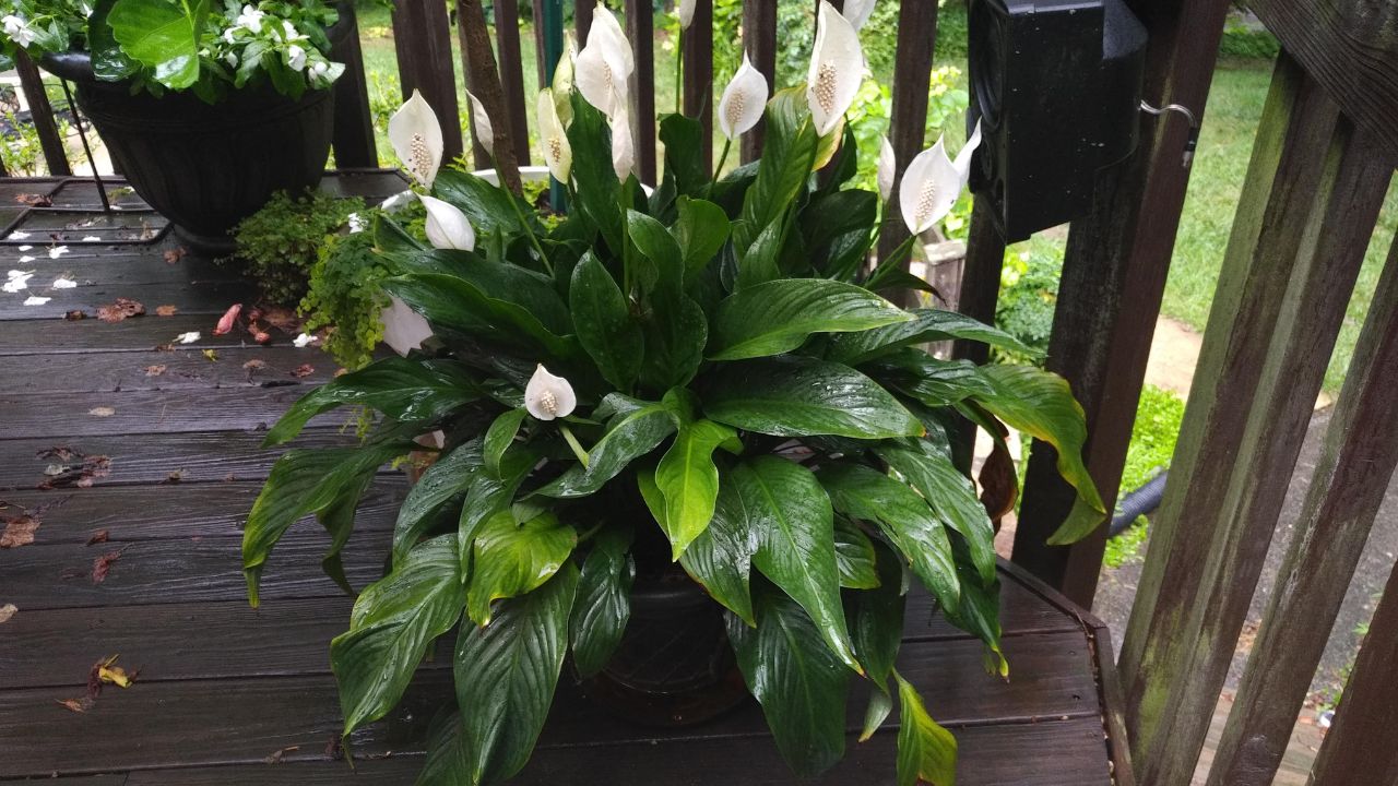 lírio-da-paz em vaso na varanda