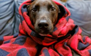 Dicas para proteger o cachorro no frio