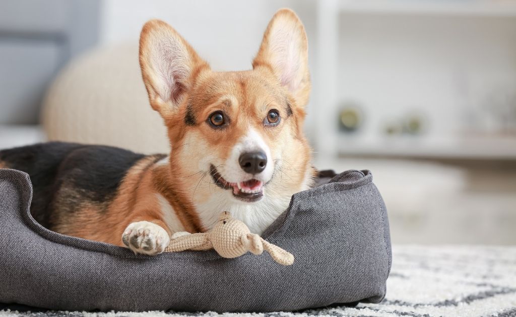 Dicas para proteger o cachorro no frio cama