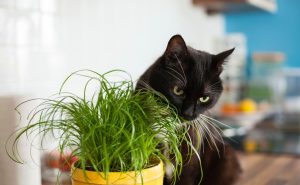 Graminha para gatos plantas petfriendly